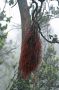 10VolcanoNP - 81 * Flowering tree